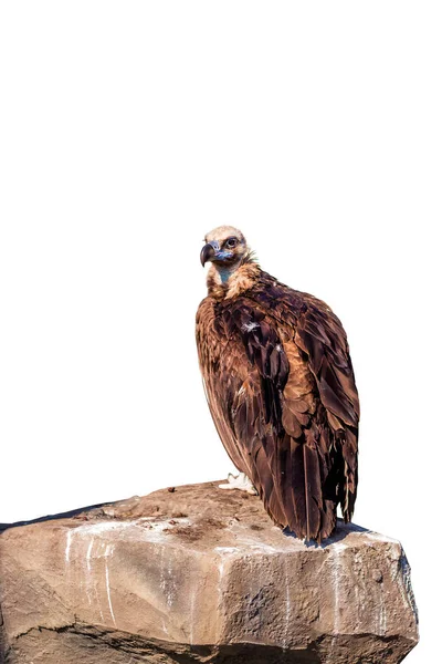 Griffon Vulture Gyps Fulvus Bir Kayanın Üzerinde Oturuyor Portre Afrika — Stok fotoğraf