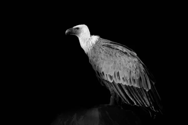 Griffon Vulture Gyps Fulvus Sitter Sten Porträtt Afrikanska Vilda Världen — Stockfoto