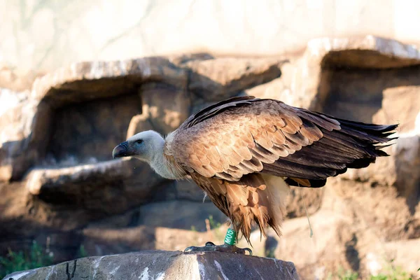 Griffon Vulture Gyps Fulvus Sitter Sten Porträtt Afrika Vilda Världen Royaltyfria Stockbilder