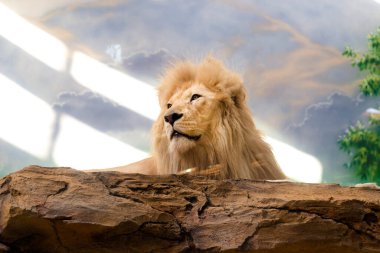 Aslan, gökyüzünün arka planına karşı bir taşın üzerinde oturur. Hayvanların kralı.