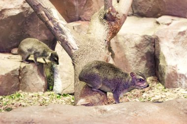İki Hyrax Burnu ya da Tavşan Kaya, Hyrax ağaçta oturuyor.