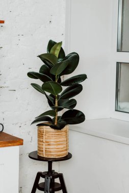 Ficus prezervatifi pencerenin yanındaki bir tencerede. Beyaz duvarlar.