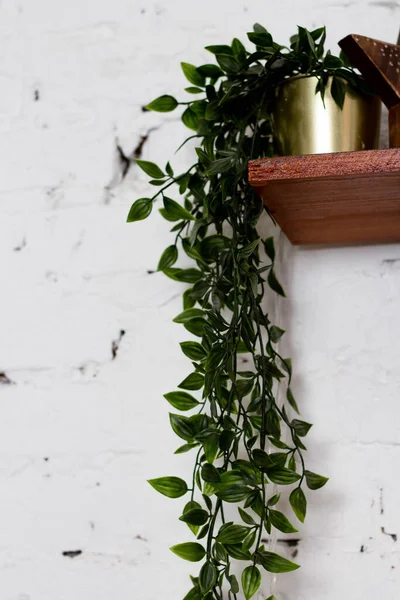 English Ivy Liana Flower Shelf Background White Brick Wall — стоковое фото