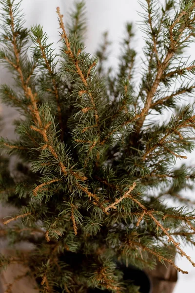 Small Branches Christmas Tree Table White Background – stockfoto