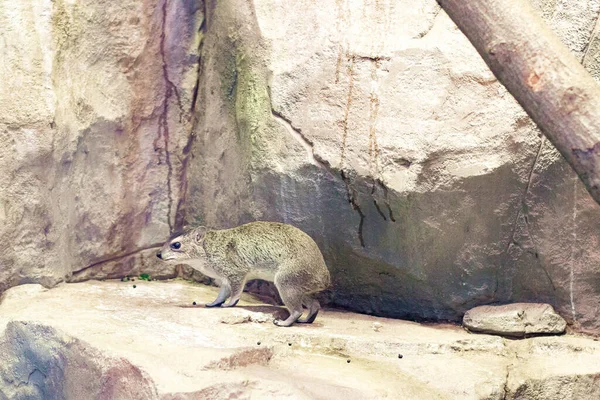 Cape Hyrax Rock Rabbit Hyrax Est Assis Dans Arbre — Photo