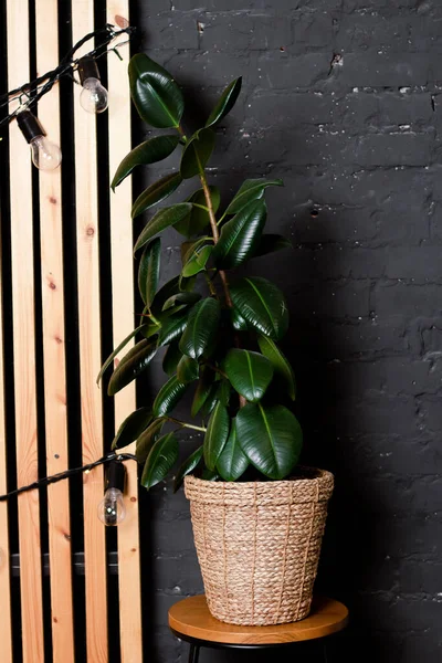 Rubber Ficus Straw Pot Stand Background Wooden Wall White Walls — Stock Photo, Image