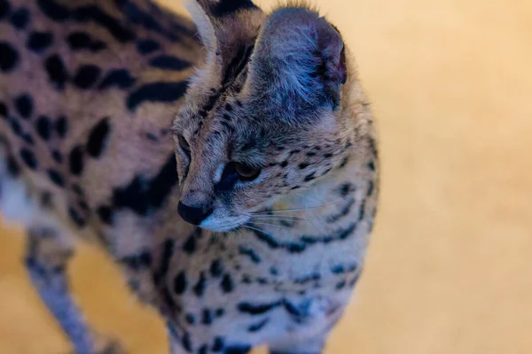 Serval Camina Gato Salvaje Leopardo Serval — Foto de Stock