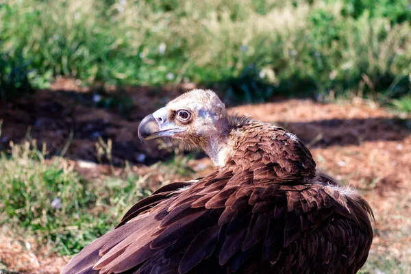 Griffon Abutre Gyps Fulvus Limpa Penas Retrato África Mundo Selvagem — Fotografia de Stock