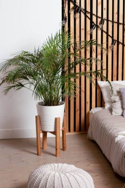 Areca çiçeği kozalak beyaz bir tencerede, yatağın yanında tahta bacakları var. Beyaz bir duvarın arka planında ve tahta bir duvarda..