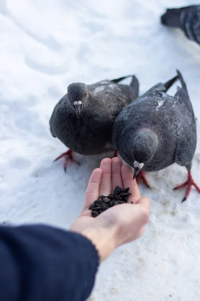 Guy Feeds Two Pigeons His Hands Winter Snow — Stock Photo, Image