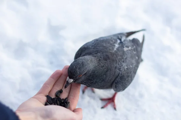 Guy Feeds Two Pigeons His Hands Winter Snow — Stock Photo, Image