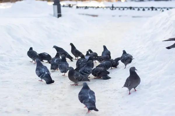 Many Pigeons Snow Winter — Stock Photo, Image