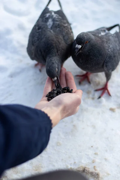 Ein Mann Füttert Winter Zwei Tauben Aus Seinen Händen Schnee — Stockfoto