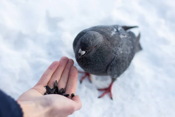 Guy Feeds Two Pigeons His Hands Winter Snow — Stock Photo, Image