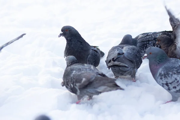 Many Pigeons Snow Winter — ストック写真