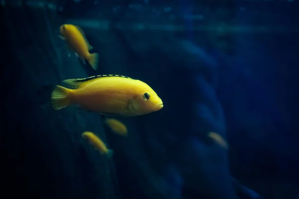 Labidochromis Geel Andere Vissen Zwemmen Tegen Achtergrond Van Steen — Stockfoto