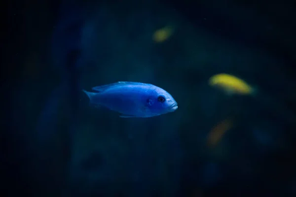 Metis Lima Callainus Bright Blue Other Fish Swim Background Stone — Foto Stock