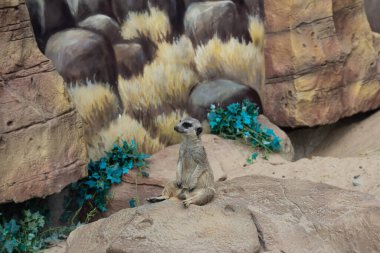 Bir mirket kayanın üzerinde oturur. Taş bir duvarın arkasında ve taşın yanında yeşil bir bitki.