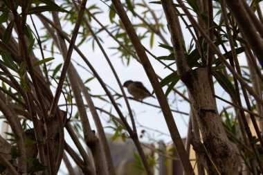Ağacın dallarından geçen küçük bir kuş. Bulanık kuş.