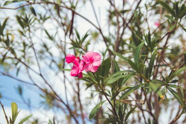 Gökyüzüne karşı pembe zakkum ağacı çiçeği. Kapat..