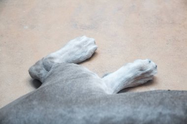 Aslan pençeleri, yaklaşın. Afrika, Afrika hayvanı.