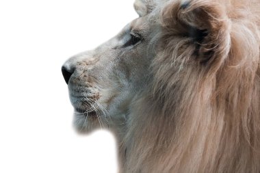 Profilde bir Aslan Ağzı. Ağızlığı kapayın. Afrika hayvanı. Beyaz izole.