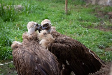 İki Griffon Vultures öpücüğü. Gyps fulvus. Yeşil çimen üzerinde büyük bir kuş. Portre. Vahşi yaşam, Afrika.