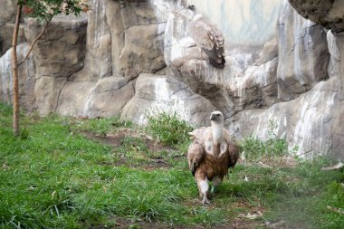 Griffon Vulture tam boy. Gyps fulvus. Yeşil çimen üzerinde büyük bir kuş. Portre. Vahşi yaşam, Afrika.