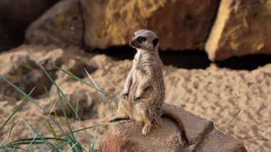 Bir mirket kayanın üzerinde oturur. Taş bir duvarın arkasında ve taşın yanında yeşil bir bitki.