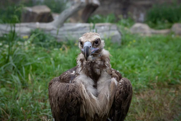 Griffon Abutres Gyps Fulvus Pássaro Grande Fundo Grama Verde Retrato — Fotografia de Stock