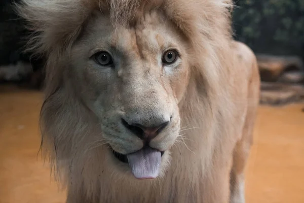 Löwenmaul Gesicht Nahaufnahme Der Schnauze Afrikanische Tiere Löwe Zeigt Zunge — Stockfoto