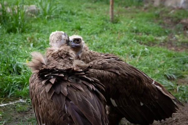 Dois Griffon Abutres Beijam Gyps Fulvus Pássaro Grande Fundo Grama — Fotografia de Stock