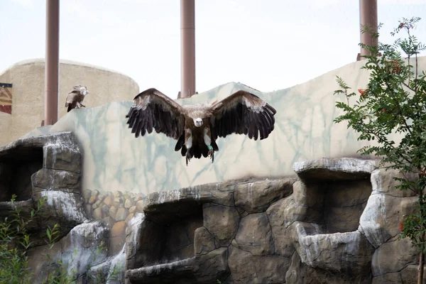 Griffon Vulture Flies Air Gyps Fulvus Big Bird Background Green — Stock Photo, Image