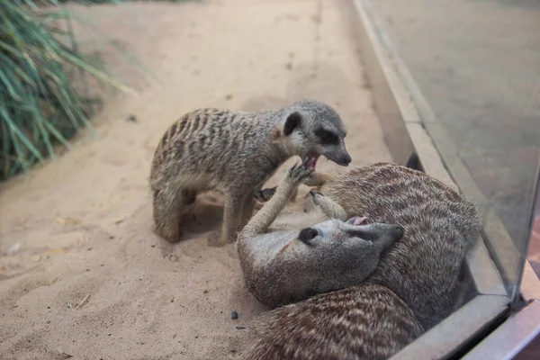 Meerkaty Perou Ostatními Meerkaty Koušou Afrika — Stock fotografie