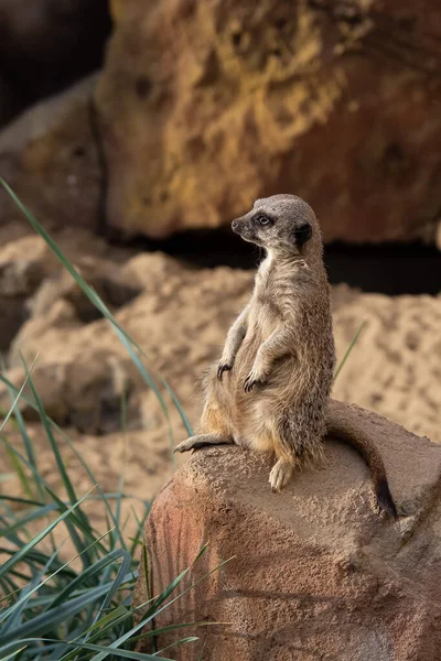 Meerkatka Siedzi Skale Tle Kamiennej Ściany Zielonej Rośliny Obok Kamienia — Zdjęcie stockowe