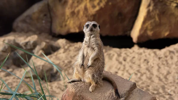 Meerkatka Siedzi Skale Tle Kamiennej Ściany Zielonej Rośliny Obok Kamienia — Zdjęcie stockowe