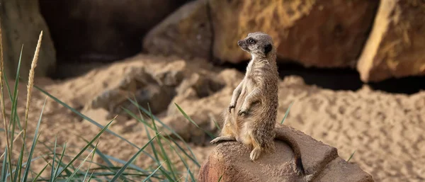 Meerkatka Siedzi Skale Tle Kamiennej Ściany Zielonej Rośliny Obok Kamienia — Zdjęcie stockowe