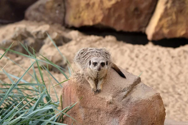 Meerkat Leży Kamieniu Tle Kamiennej Ściany Zielonej Rośliny Obok Kamienia — Zdjęcie stockowe