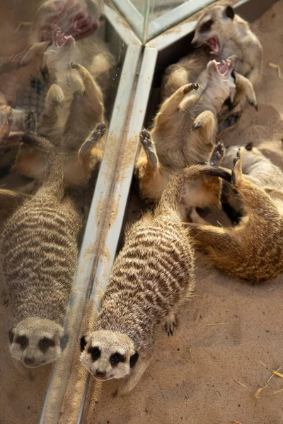 Suricate Tient Sur Sable Animal Africain Afrique Safari Animaux Mignons — Photo