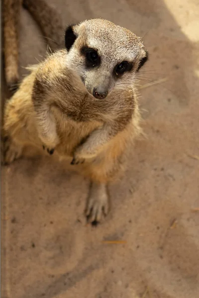 Staat Een Meerkat Het Zand Afrikaans Dier Afrika Safari Schattige — Stockfoto