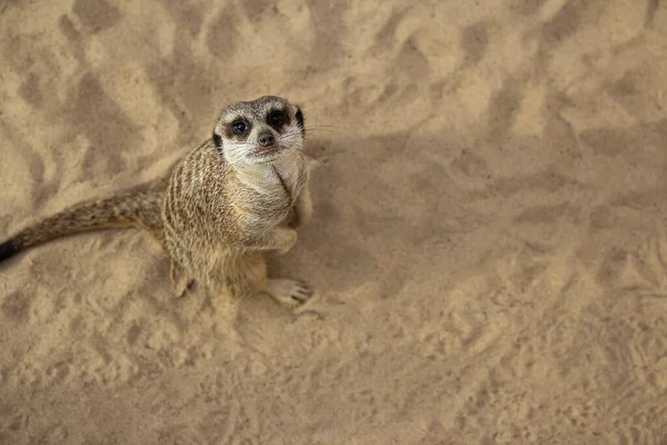Písku Stojí Meerkat Dívá Kamery Africké Zvíře Afrika Safari Roztomilá — Stock fotografie