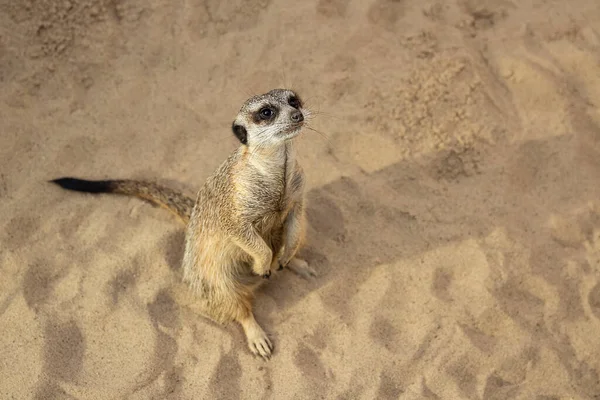Meerkat Chodzi Piasku Spójrz Afrykańskie Zwierzę Afrykę Safari Słodkie Zwierzęta — Zdjęcie stockowe