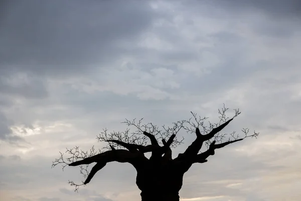 Baobab Tree Leaves Sky Large African Tree — Stock Photo, Image