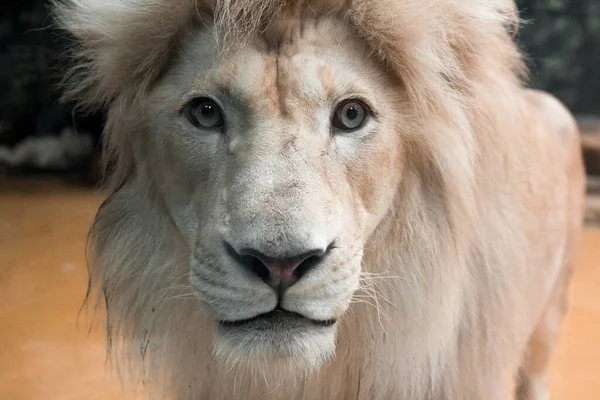 Lejonnosen Ansiktet Närbild Nosen Afrikanskt Djur Royaltyfria Stockfoton