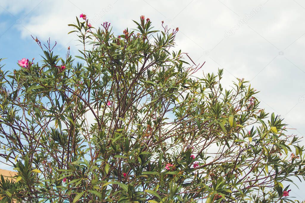 Pink oleander tree flower against the sky.