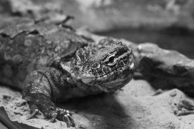 Varanus Niloticus bir taşın üzerinde oturuyor. Nil monitörü. Siyah beyaz fotoğraf.