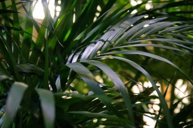 Chrysalidocarpus areca. Yeşil yapraklar. Geçmişi. Yakın plan. Güneşli. Çok yakın..