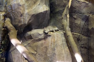 Cape Hyrax veya Rock Rabbit, Hyrax bir kayanın üzerinde yatıyor..