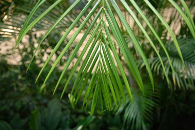Sirus palmiyesi. Yaprakları kapat. Arka plan, doku. Egzotik bitki. Doğa, doğallık.