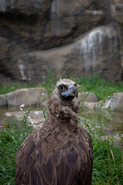 Griffon Abutre Focinho Perto Gyps Fulvus Pássaro Grande Fundo Grama — Fotografia de Stock